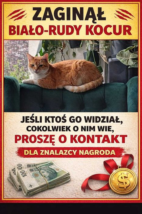 Zaginął rudo biały kocur