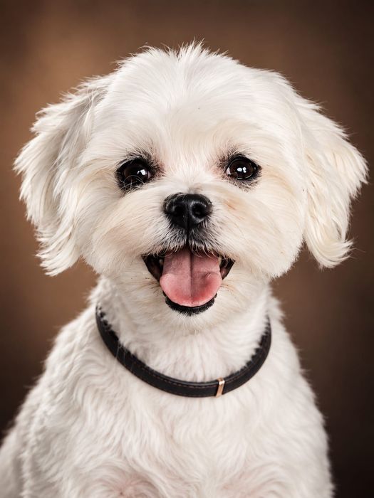 Maltanczyk suczka do płatnej adopcji