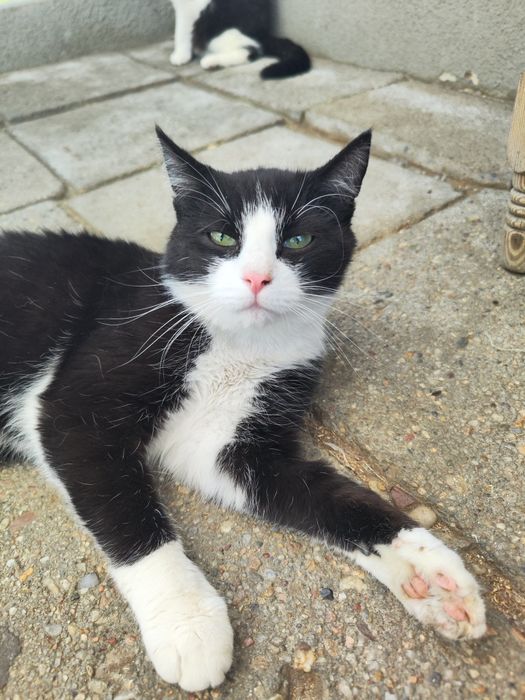 Niesamowity, przyjazny roczny kocurek do adopcji
