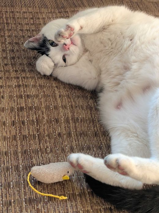 Przemiła Kaja szuka domu