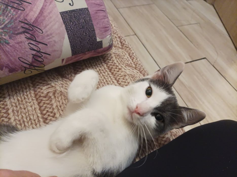 Котик ищет  семью