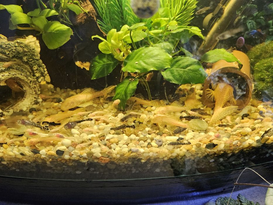 Zbrojniki - glonojady