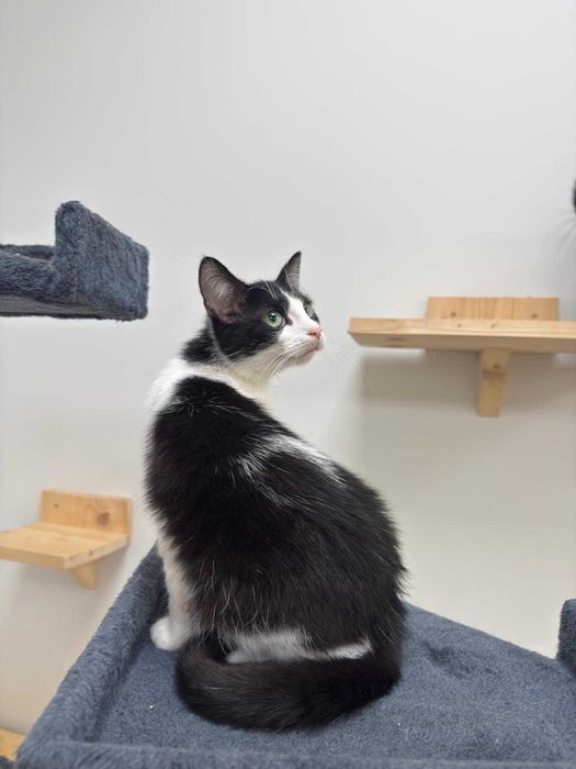 Aron - towarzyski, młody kot do adopcji!