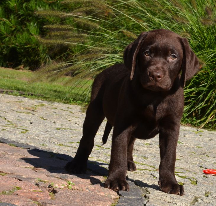 Labrador retriever FCI  SUCZKA