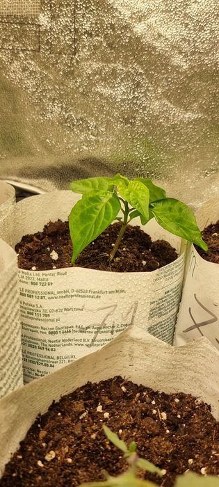 California Reaper (mudas).