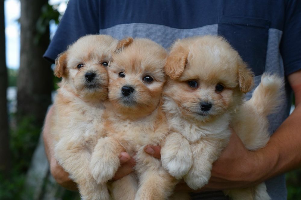 Мальтіпу. В нас самі гарні цуценятка. Звертайтесь!