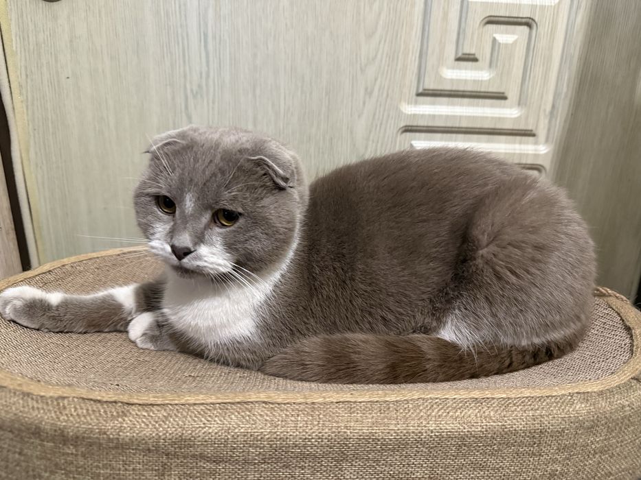 Вязка шотландский кот( скоттиш-фолд)