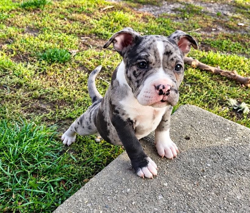Gotowa do odbioru!!! Sunia Merle! American Staffordshire Terrier 2026 ***Złota Granda ***