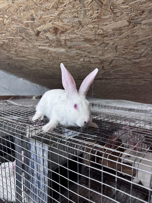 Кролики Термонці