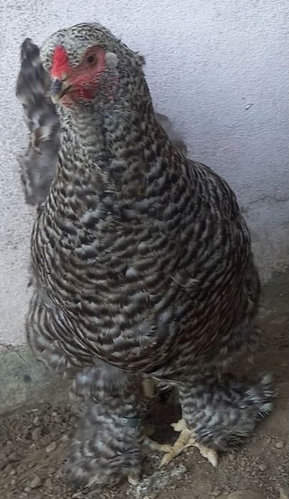 Ovos para incubação de crem legbar, brahama perdiz, sedosas barbudas