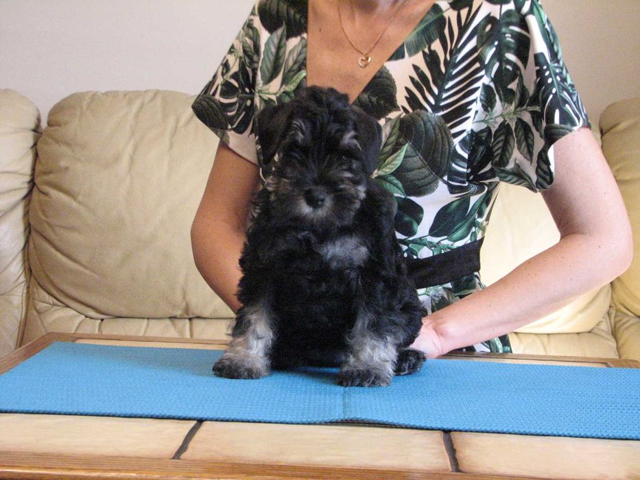 do odbioru PANIENKA sznaucer miniaturowy czarno - srebrny ZKwP / FCI