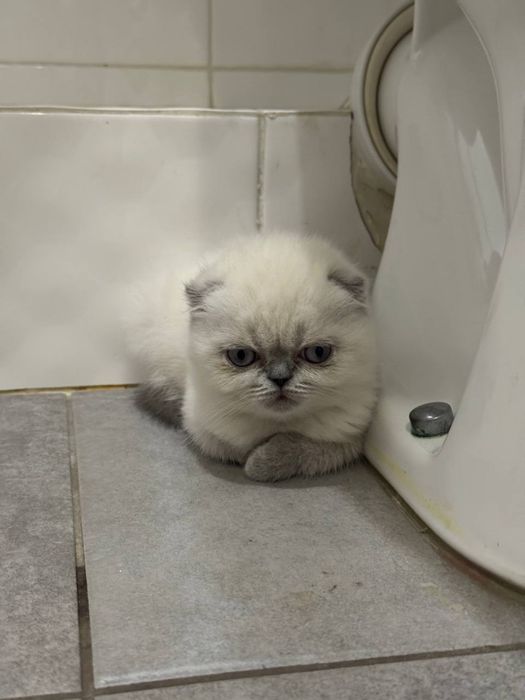 Шотландські кошенята