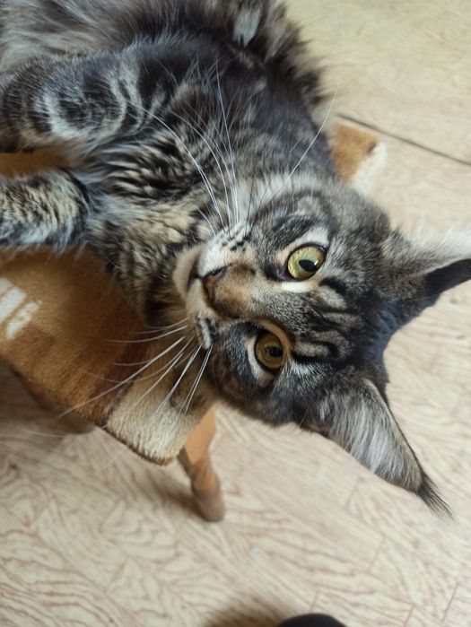 Кішка Пушиночка.