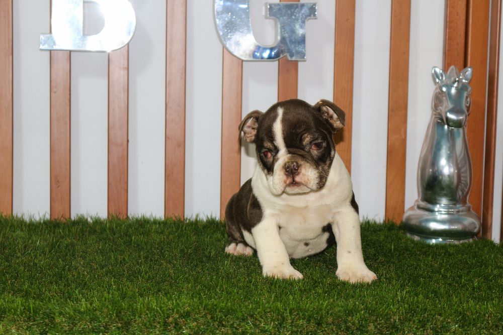 Bulldog ingles exotico