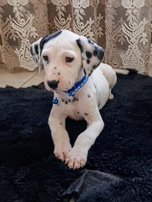 Piesek dalmatyńczyk