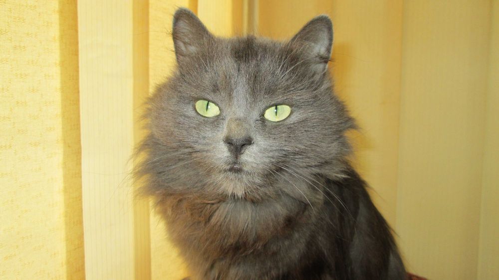 отдам кошка британку в заботливые руки