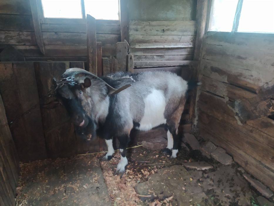 Продам гарного козла