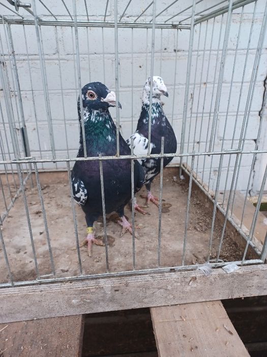 Gołębie Tygrysy czarne