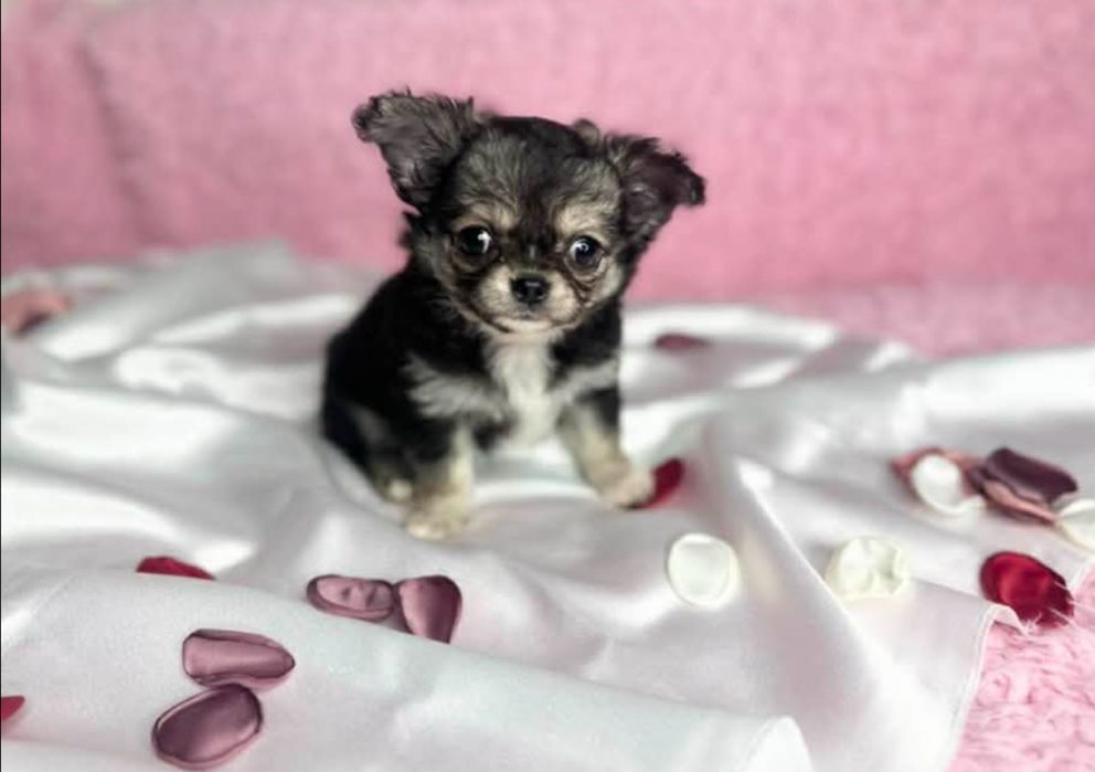 Chihuahua- z rodowodem