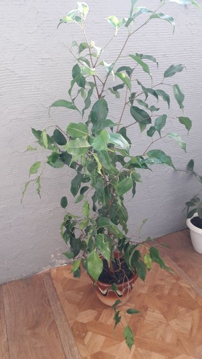 Фікус бенжамін 1 метр у висоту