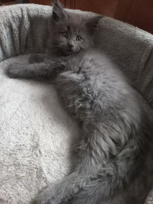 Kocurek Maine Coon Blue Solid