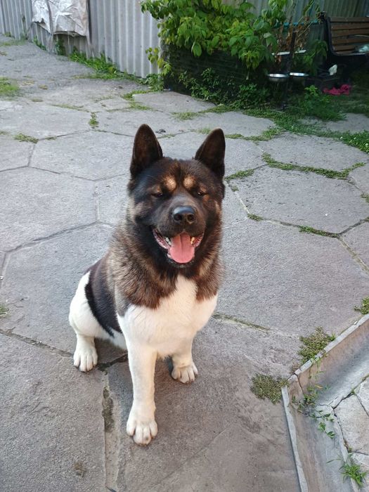 Американська акіта в'язка