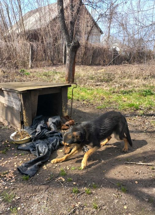 Собака дівчинка в добрі руки