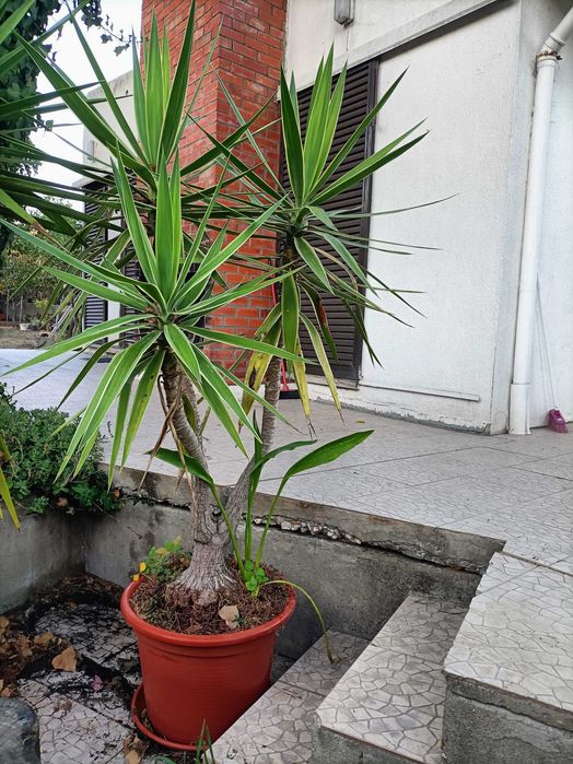 yuccas - plantas  verdadeiras