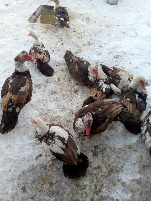 Продам качки шипуни