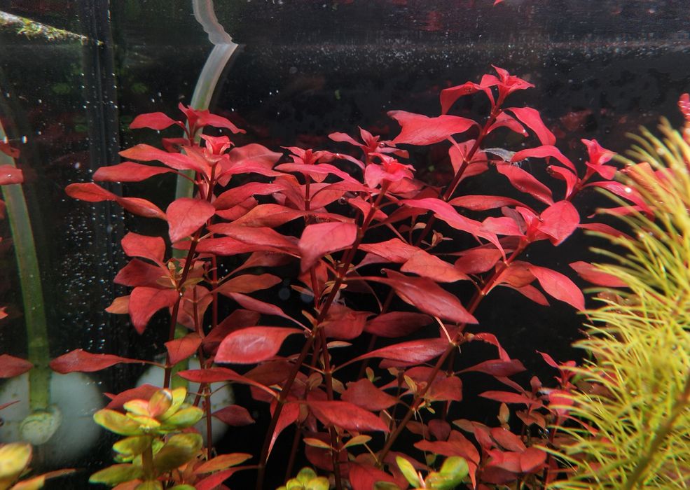 Ludwigia Mini sp. Super Red