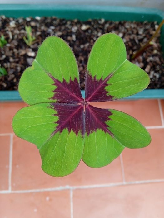 Limpezas domésticas