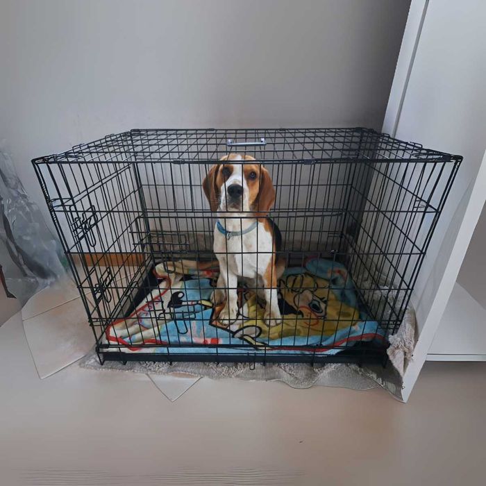 KLATKA dla psa METALOWA zamykana kojec PREMIUM solidna konstrukcja XXL