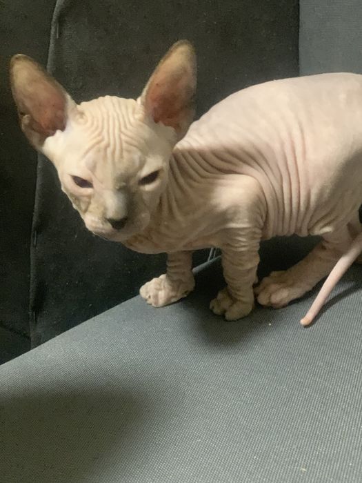 Девочка донского сфинкса