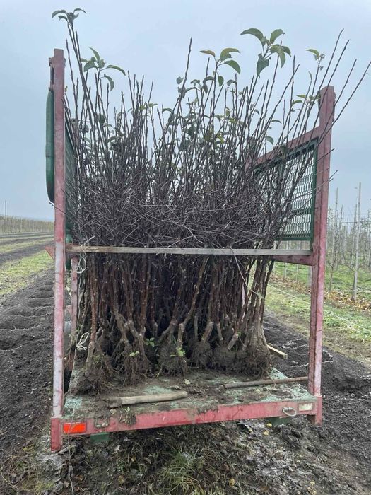 Саджанці яблуні / Саженцы яблони на сад/ Опт