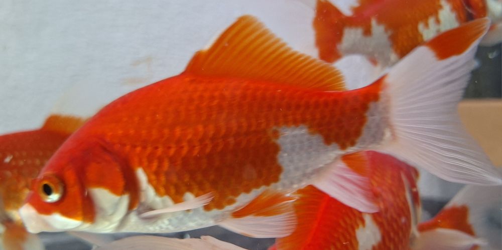 Cometas Goldfish Sarasa XL Para Lago ou Aquário grande