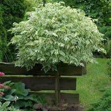 Продам Дерен Elegantissima (дворічні саджанці)