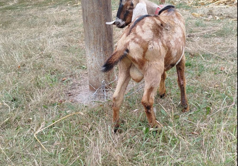 100 %  Цап Англонубієць