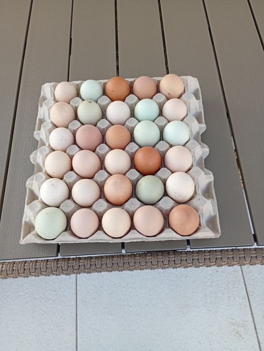 Jaja lęgowe od kur zagrodowych mix