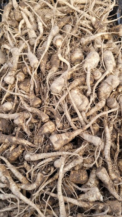 Pietruszka korzeń drobna 1kg jarzynka