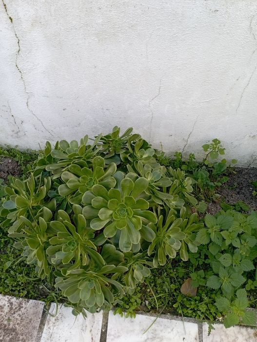 Suculentas Maravilhosas