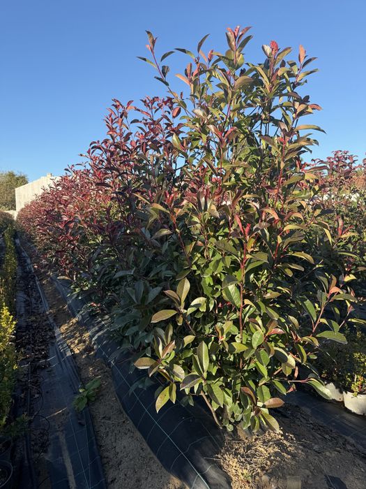Photinias Red Robin