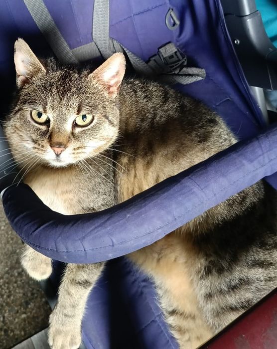 Balbinka szuka domku