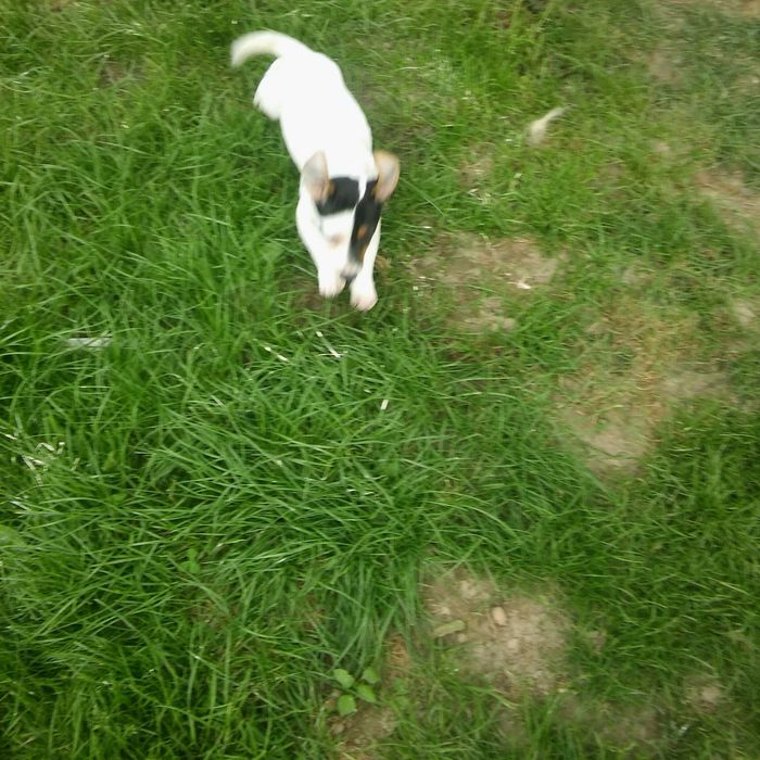 Jack Russell Terrier sunia