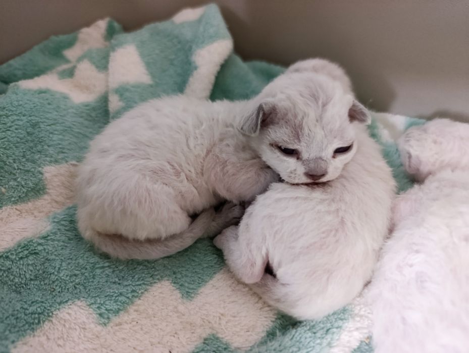 Kotka Devon rex point niebieski rodowód FPL