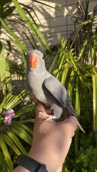 Ring neck domesticado -oportunidade