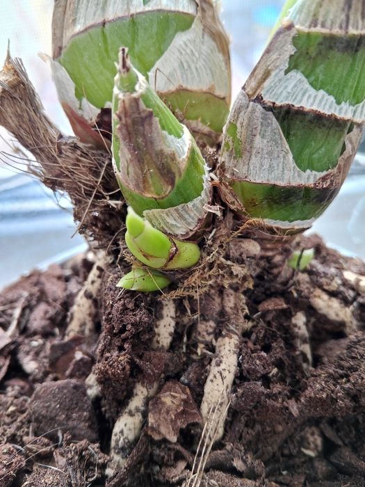 Персиковый цимбидиум