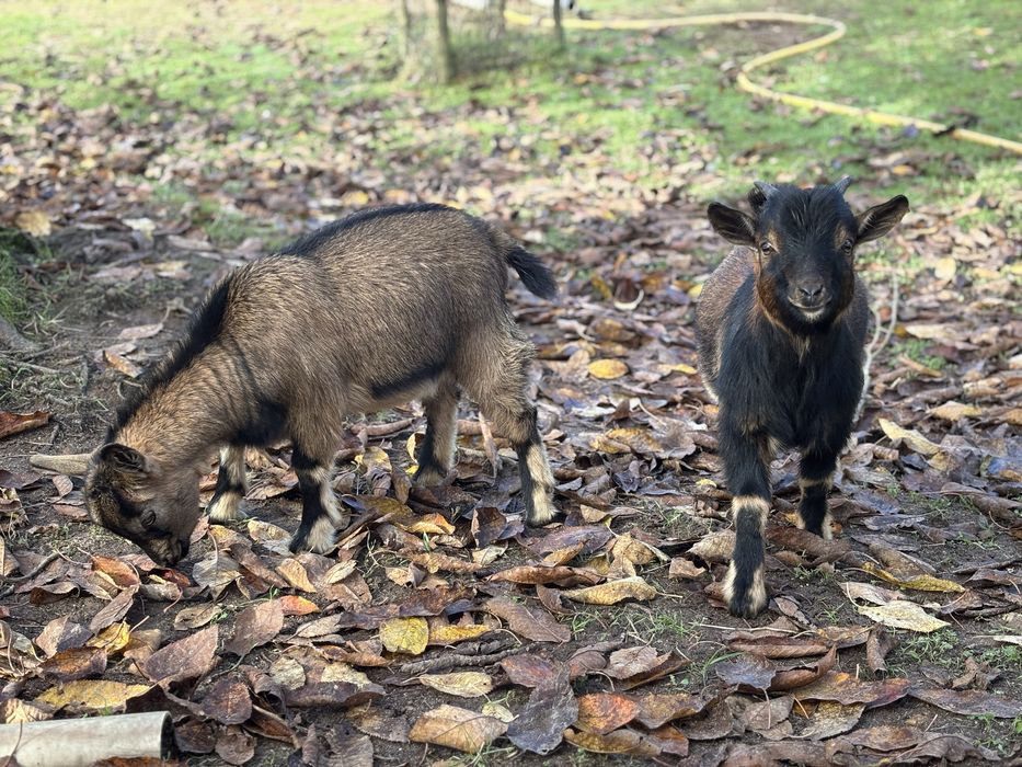 Vendo Cabras Anãs, criadas ao ar livre habituadas a pastar.