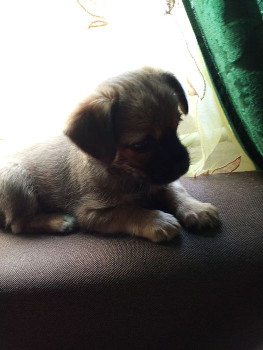 Продаються собачки