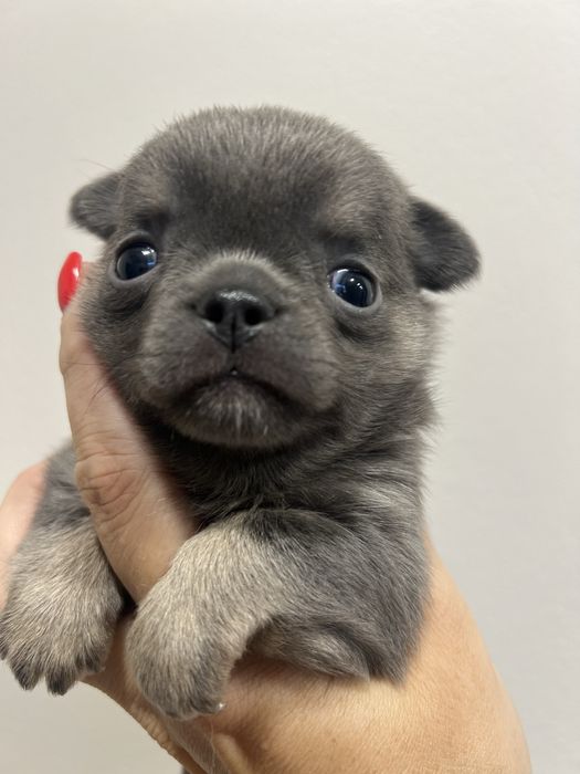 Chihuahua piesek blue and tan