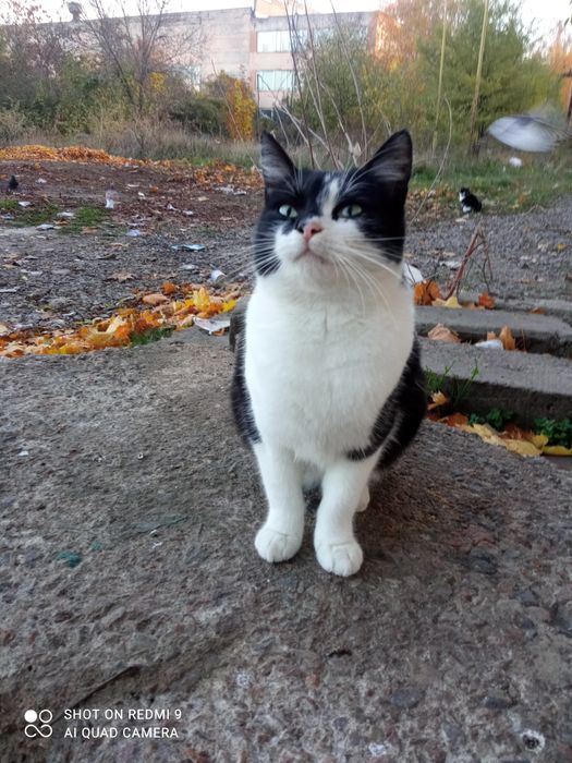 Аліса у відповідальну сім'ю